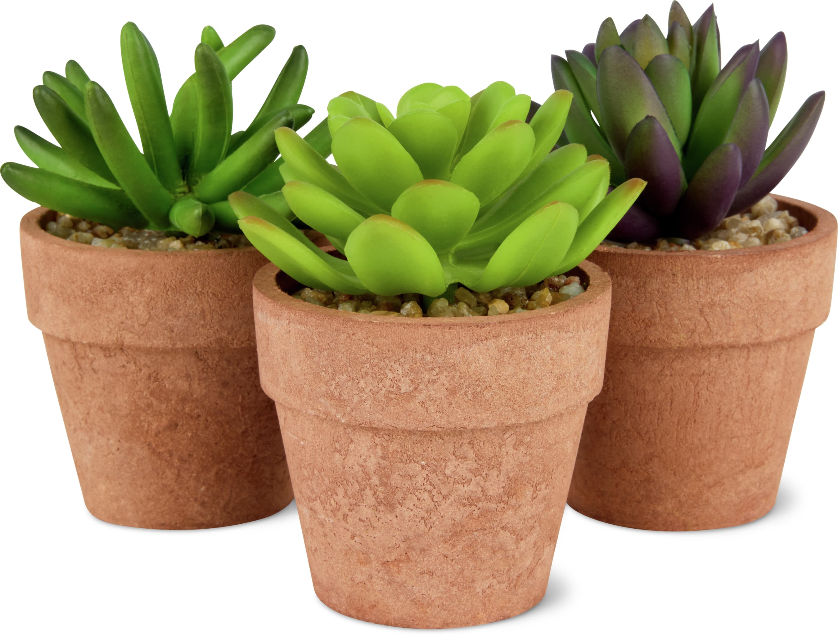 Plante grasse